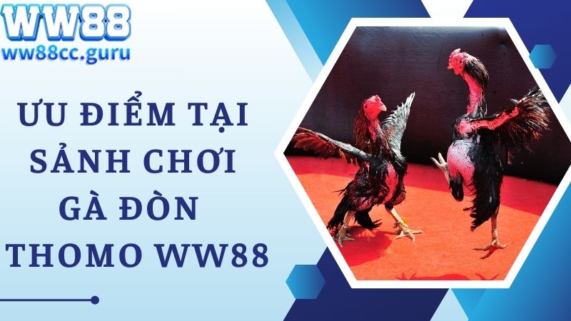 Ưu điểm thu hút tại sảnh cược gà đòn Thomo WW88